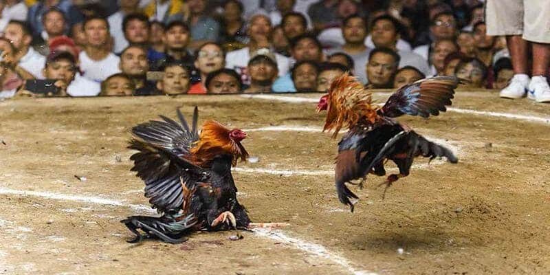 Điểm ấn tượng khi lựa chọn theo dõi đá gà tại đây