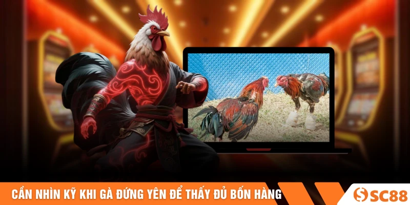 Vảy Gà Tứ Quý | Bí Mật Linh Kê Và Cách Nhận Biết Thần Kê 2026 3 So sánh sự khác biệt giữa vảy tứ quý thật và vảy thường dễ gây nhầm lẫn - Vảy gà tứ quý